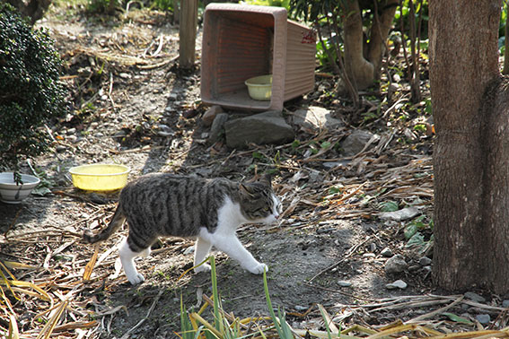 我が家のニャンコ♪2014/12/31-3