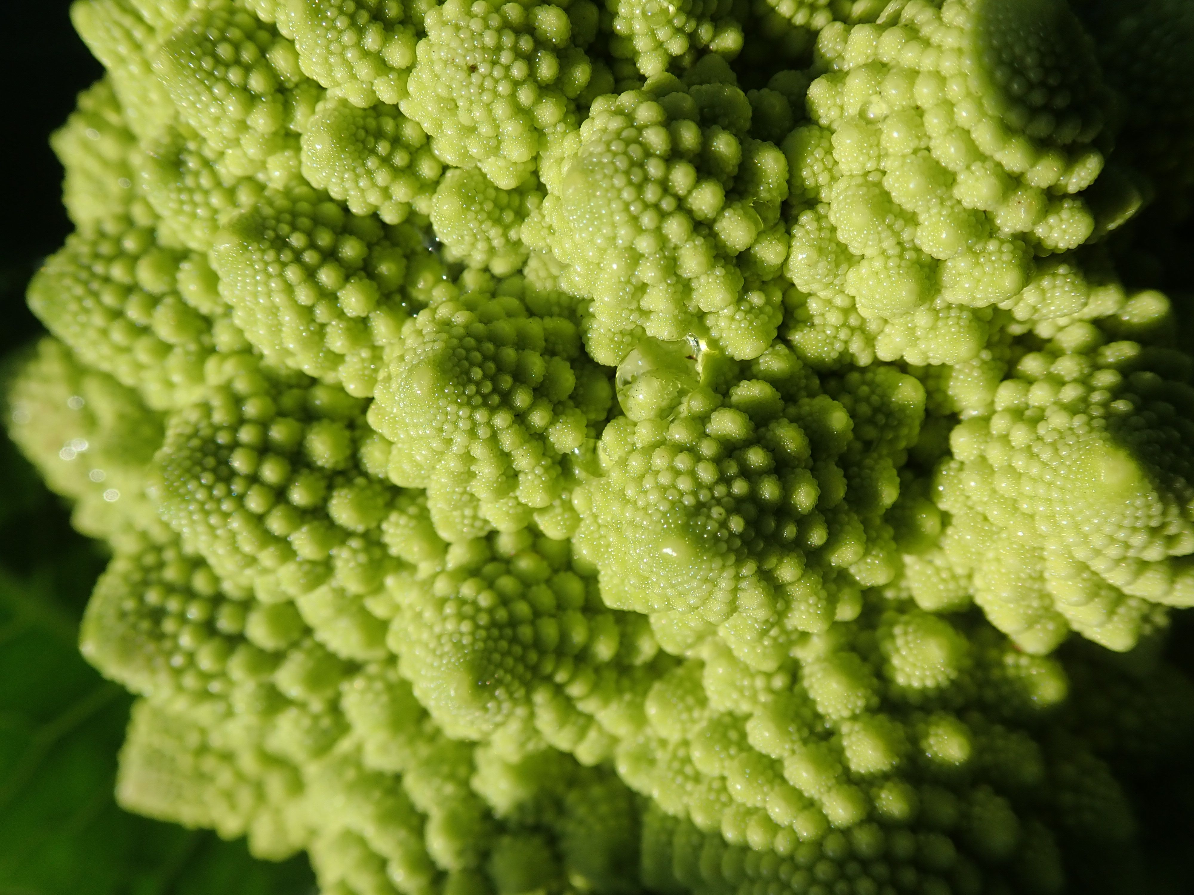 農園K56　柿栽培と家庭菜園やってます