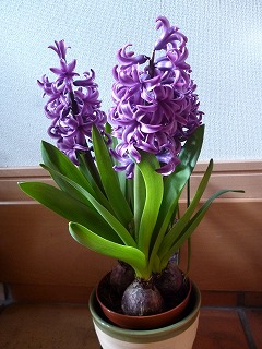 P1300514ss.jpg