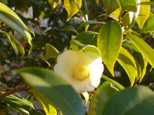 P1150005(1).JPG