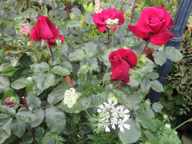 来年春のバラ庭を夢見てオルレアの種をまく 艸 ﾑﾌｯ ばぁばの薔薇の花園 楽天ブログ