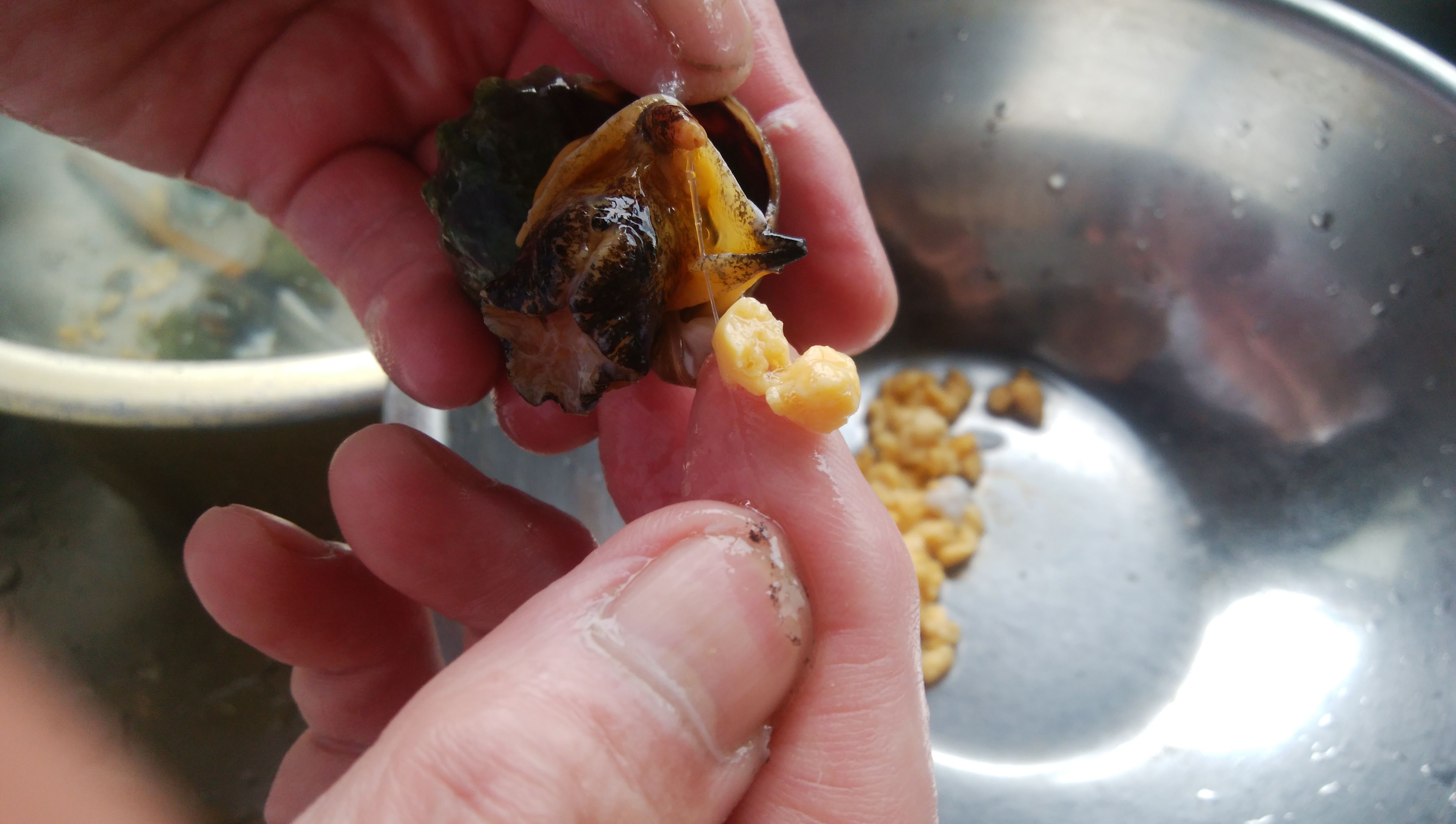ツブ貝を煮る エゾバイガイ 新矢料理長のひとりごと 楽天ブログ
