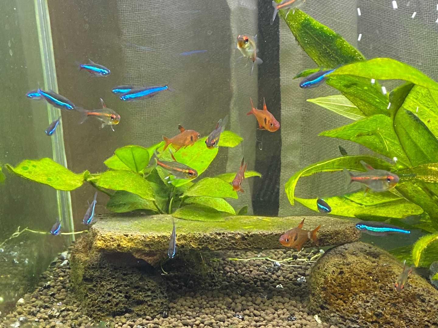 グラスガーデン水槽 ありえないありえる水槽を作りたい ヲカマの日記 楽天ブログ