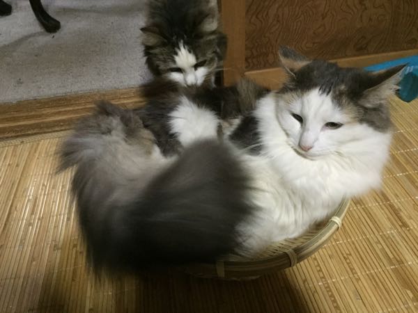 rblog-20150507142842-00.jpg