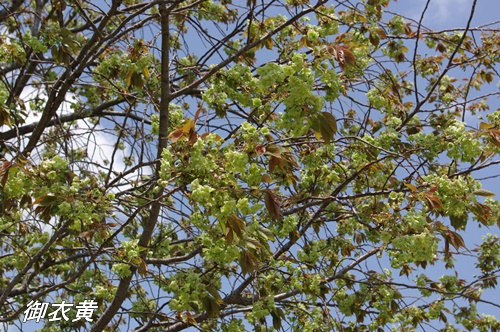 浜離宮恩賜庭園の八重桜