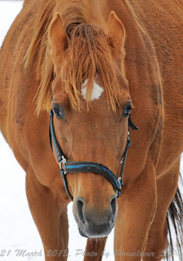 20130321_0957KaneshoBanana