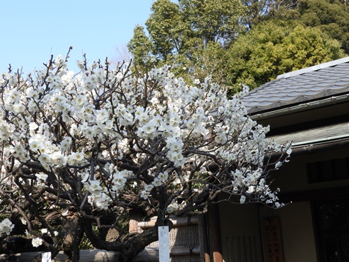 池上梅園