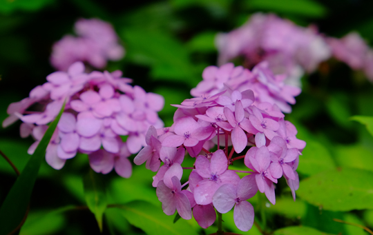 2016 06 06_6491.jpg