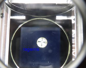 Anomalouse Extinction.jpg