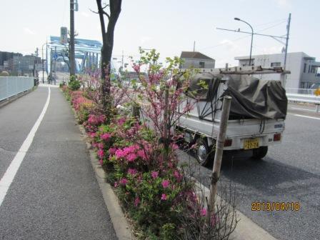 ツツジ、花ずおう、ソヨゴ