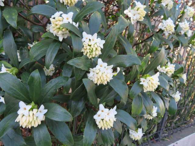 沈丁花 赤と白 キルタンサスの黄色 写真あり 私の好きな花 楽天ブログ
