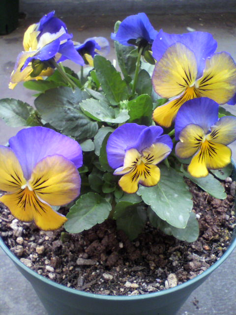 2011121510330000.jpg