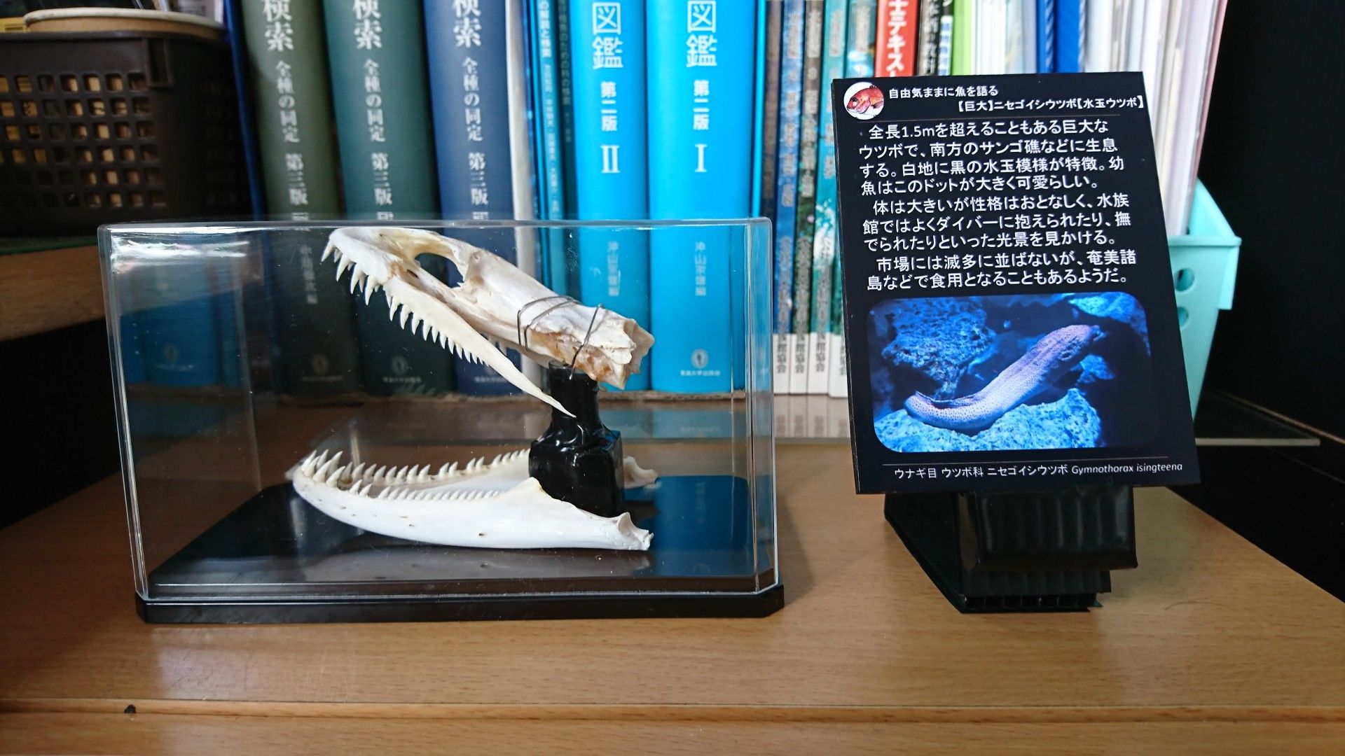 標本の製作、整理 | 魚と日常ブログ - 楽天ブログ