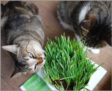 コレってなかなか噛み切れないのよね