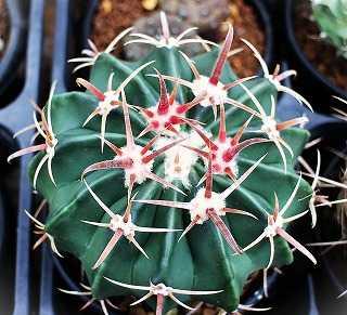 エキノカクタス・花王丸 | ☆ガマンマの ニク・サボ栽培☆ - 楽天ブログ