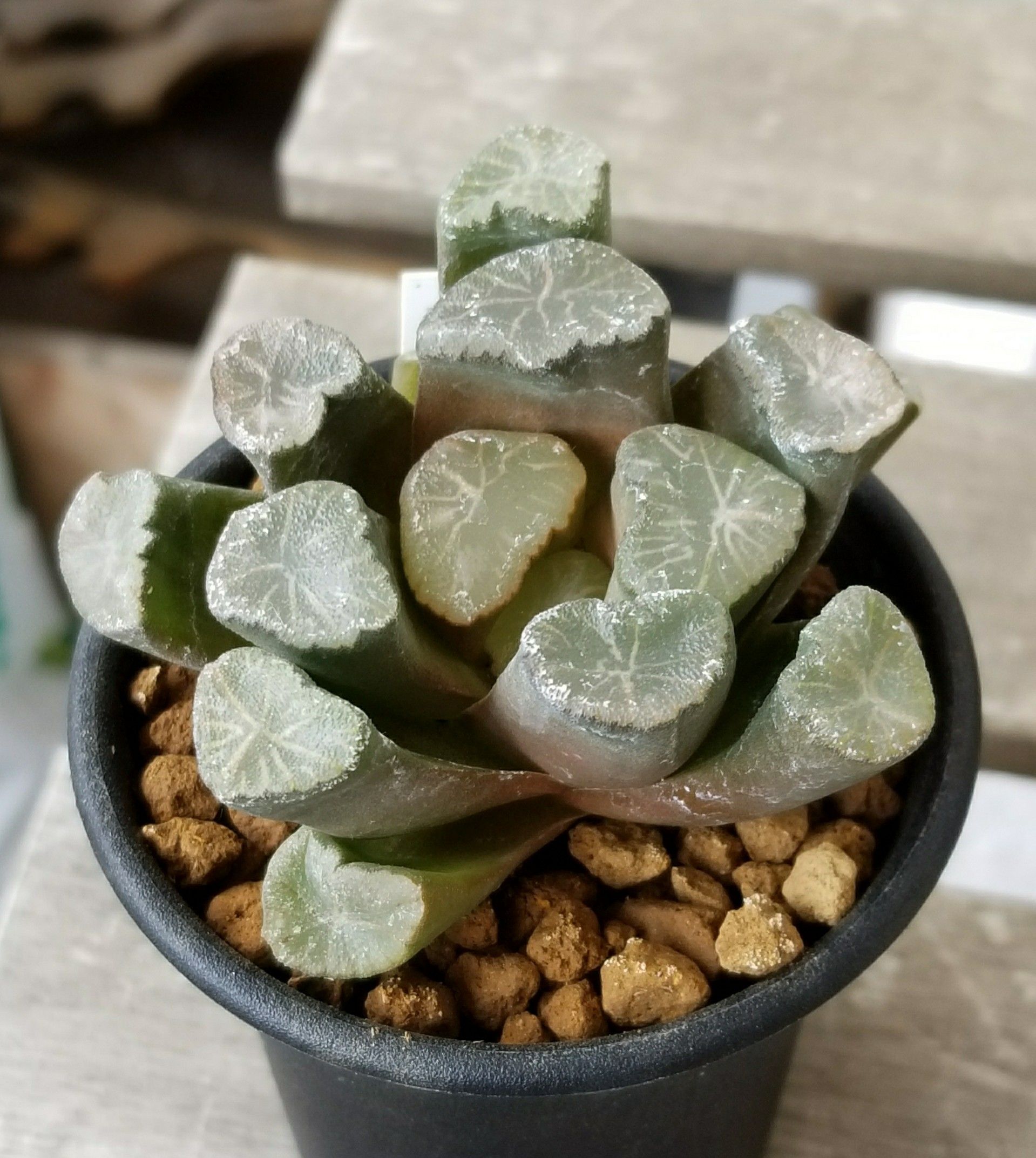 多肉植物 ハオルチア 万象 白磁レンズ ソルトレイク 大株