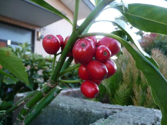 558 青木の実