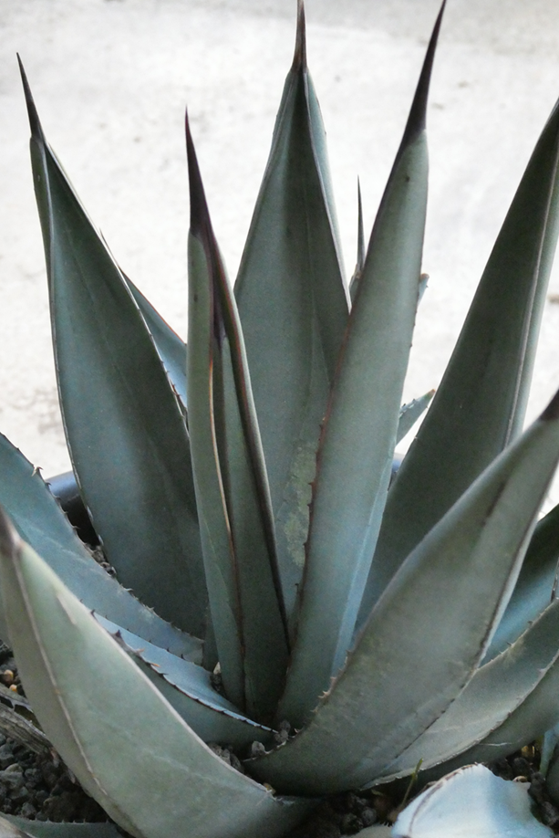 アガベ・シャークスキン(Agave sharkskin) | 小平太1098のブログ