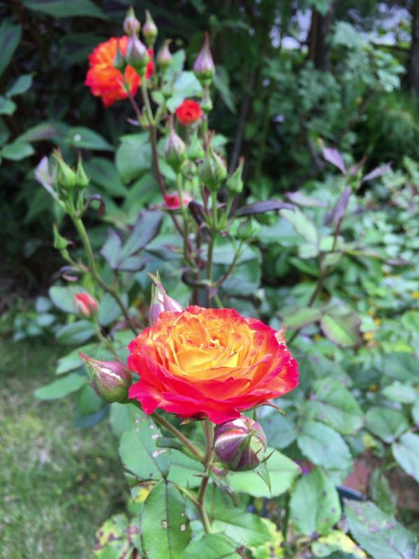 rblog-20170617232810-04.jpg