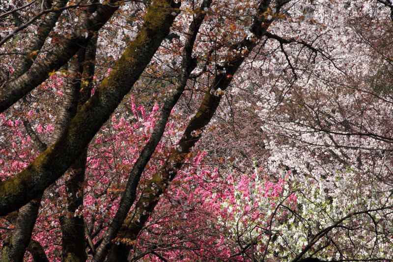 京都御苑・ハナモモ_005.jpg
