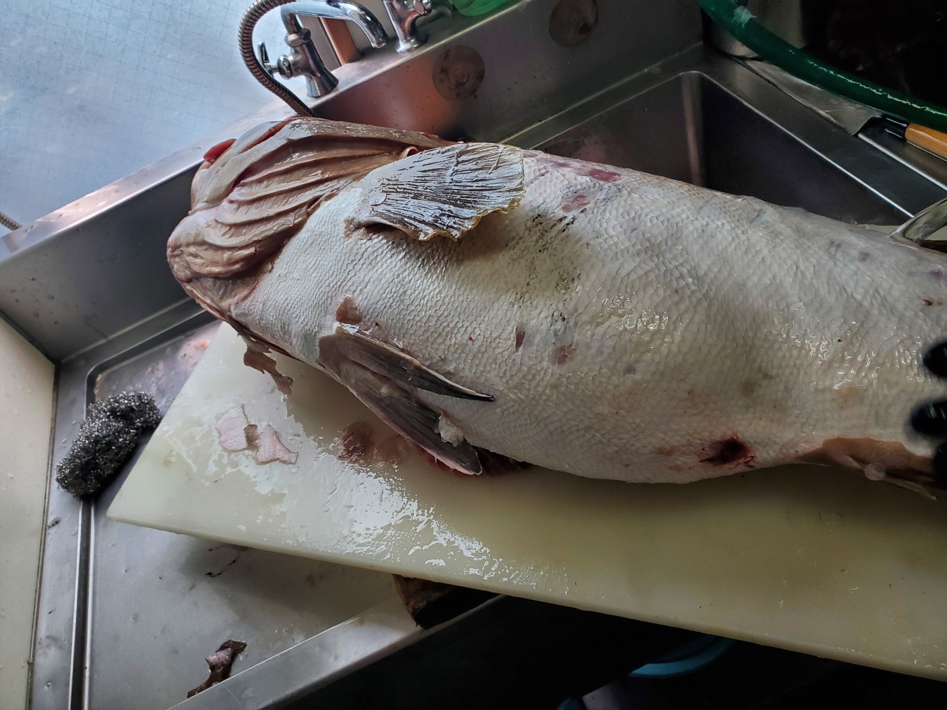 釣ったアラの料理 コウイチのブログ 楽天ブログ