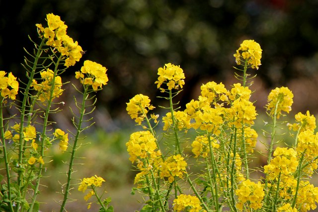 山の辺の道_7-7・菜の花.jpg