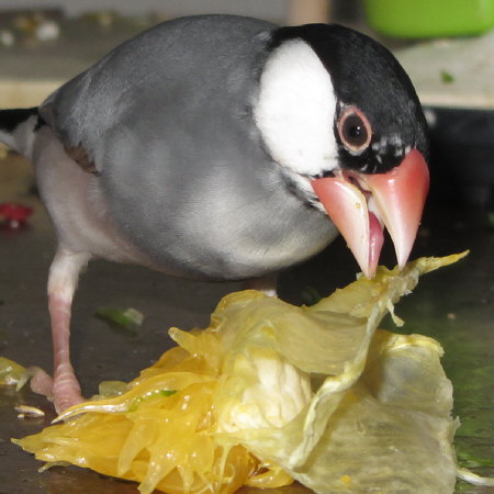 紅八朔を食べる文鳥（ミョー）