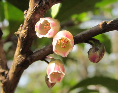 ヒサカキ(柃)の雄花