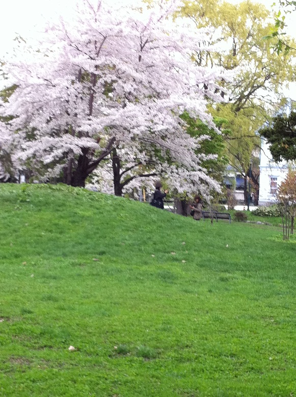 グリーンと桜