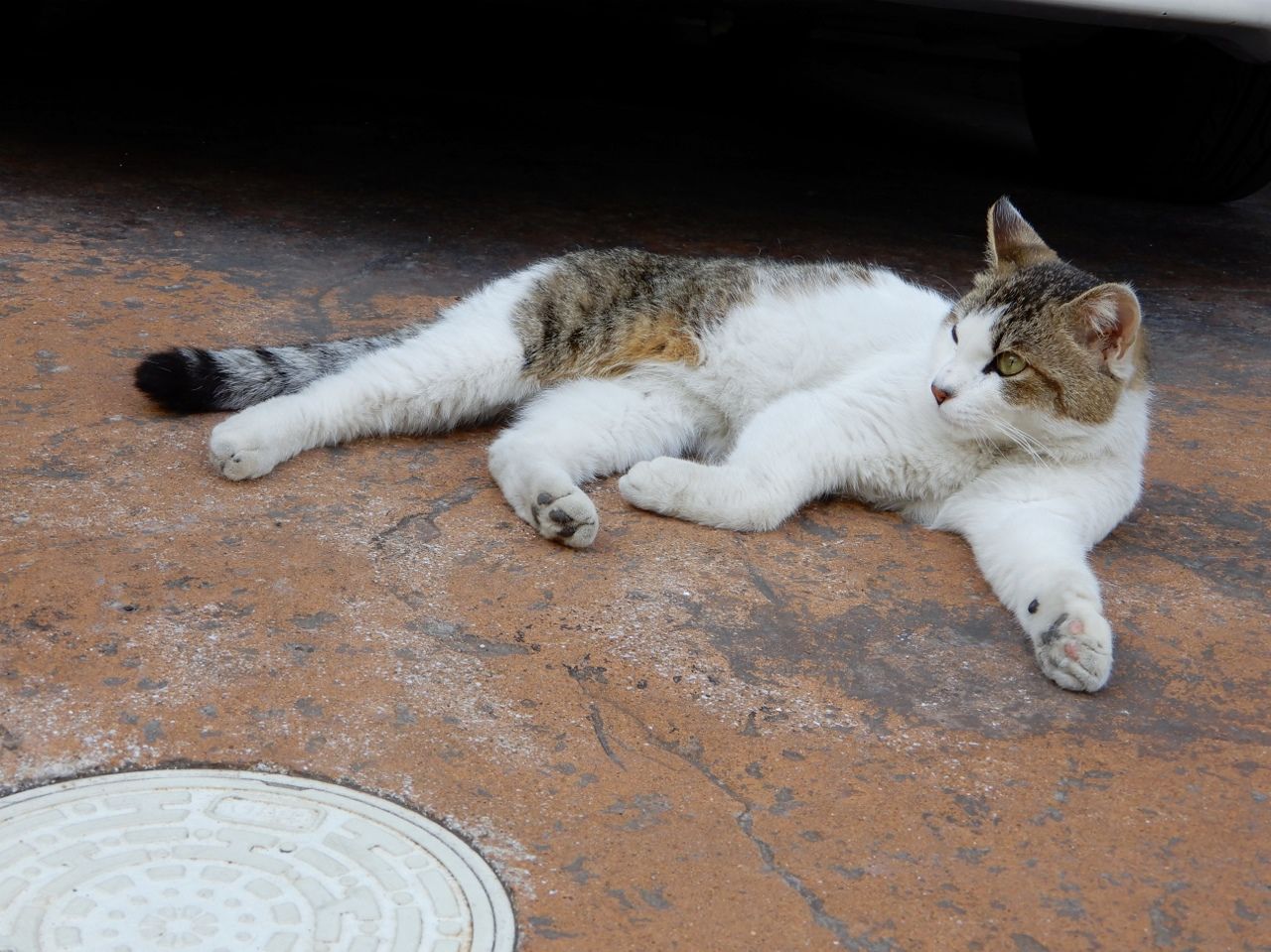 猫が集会してる の巻 人さまのネコ 楽天ブログ 猫が集会してる の巻 人さまのネコ 楽天ブログ