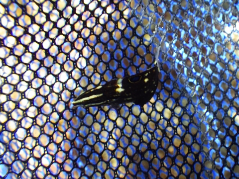 串本磯採集2017年9月上旬72　カノコベラ（Halichoeres marginatus）の幼魚