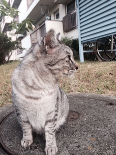 シマ猫.jpg