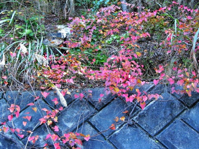 紅葉
