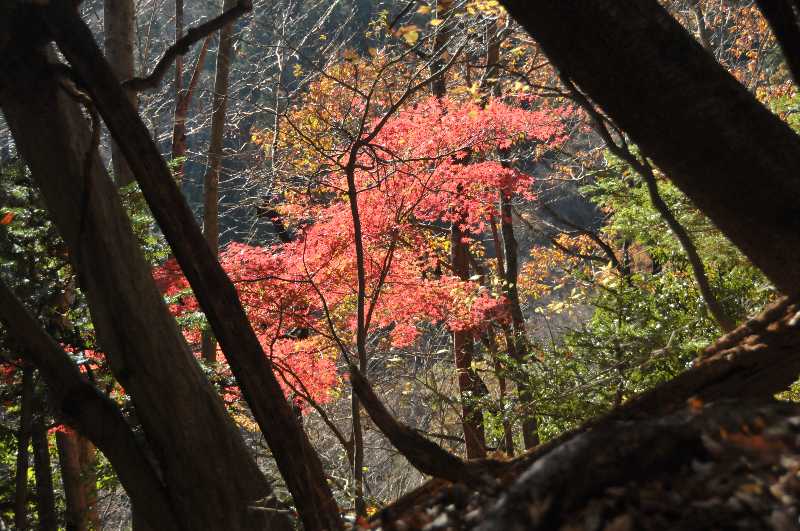 第16回醍醐山一斉登山（3）登山編2・眼下にクラフトパーク | 醍醐山と下部（しもべ）温泉 - 楽天ブログ