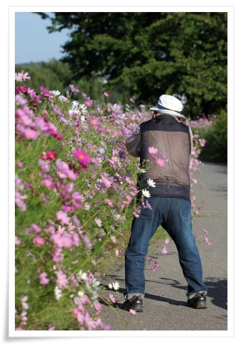 犀川コスモスロード-4 13.9.28