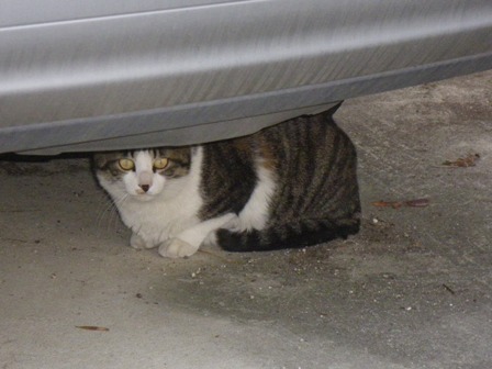 cat3