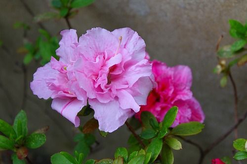 ツツジの仲間も おとっつぁん いろいろやっちょります 楽天ブログ