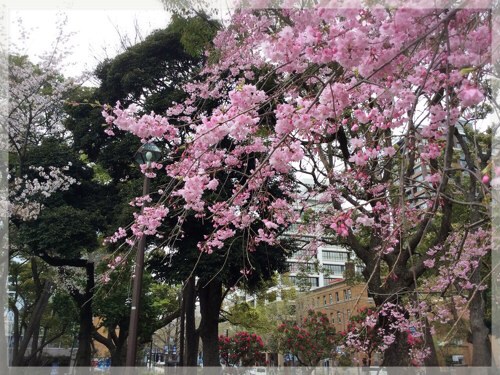 横浜公園の枝垂れ桜
