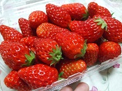 2015年いちご狩り