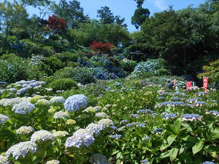 花のお寺「本勝寺」の紫陽花