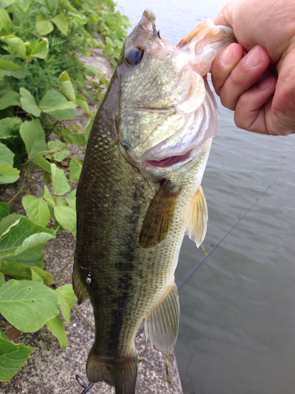 rblog-20140618120022-01.jpg