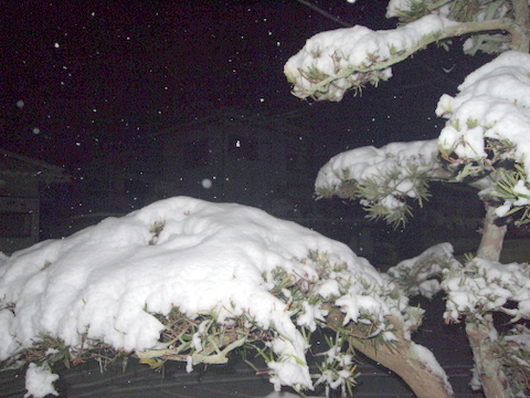 今朝の雪-2