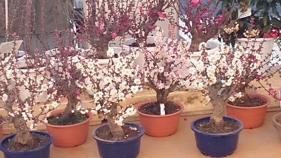 植木屋　梅の盆栽