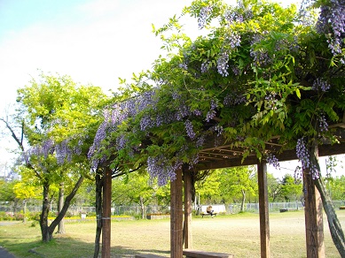 渚 水みらいセンターのフジの花
