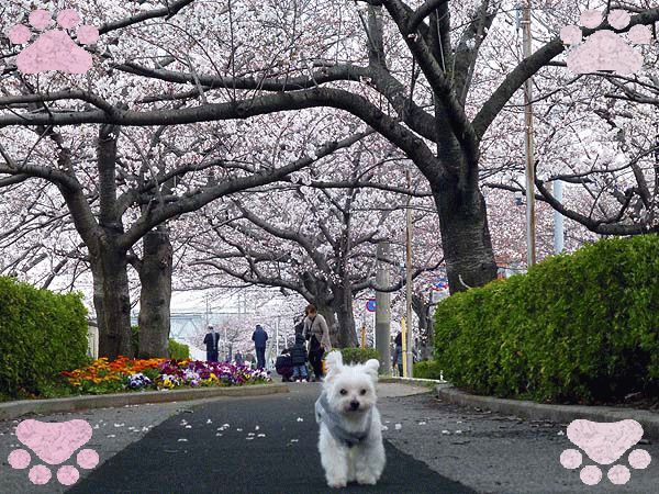 ラッキー君と桜