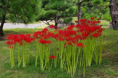 旧芝離宮恩賜庭園の彼岸花