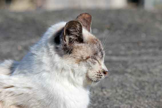 我が家のニャンコ♪2014/02/16-2