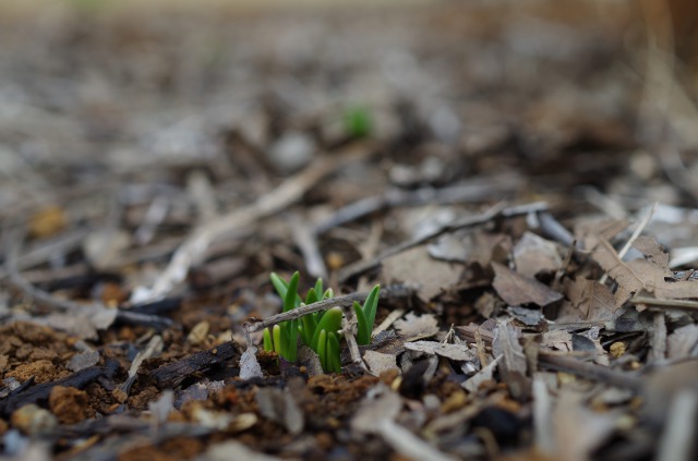 s_IMGP4127.JPG