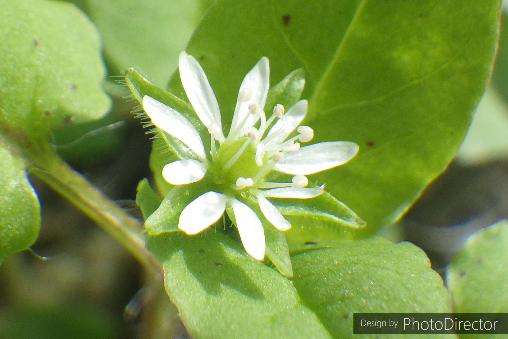 スクラップ ブック の 目次 ねこログ 楽天ブログ