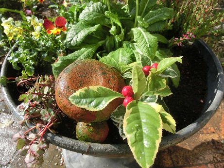 斑入りヤブコウジ